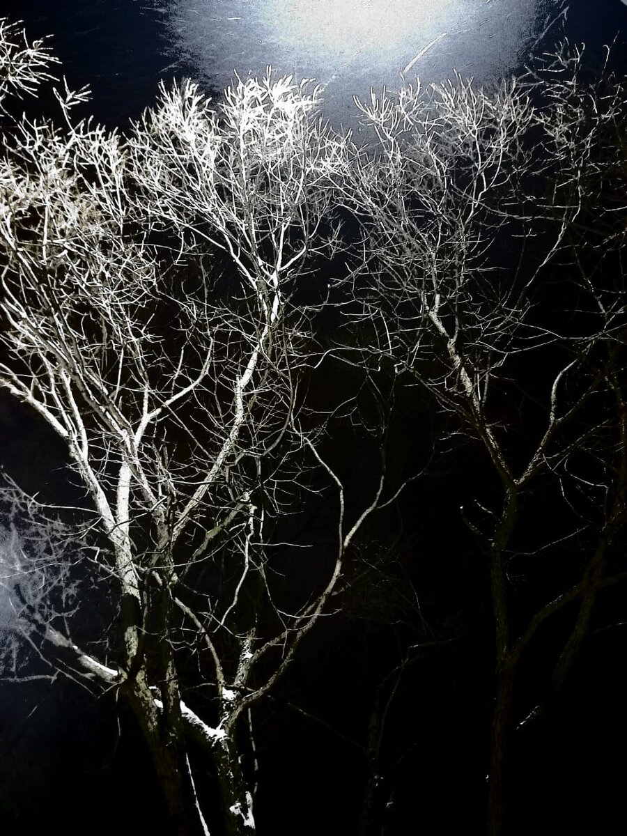 Дубненское предновогоднее