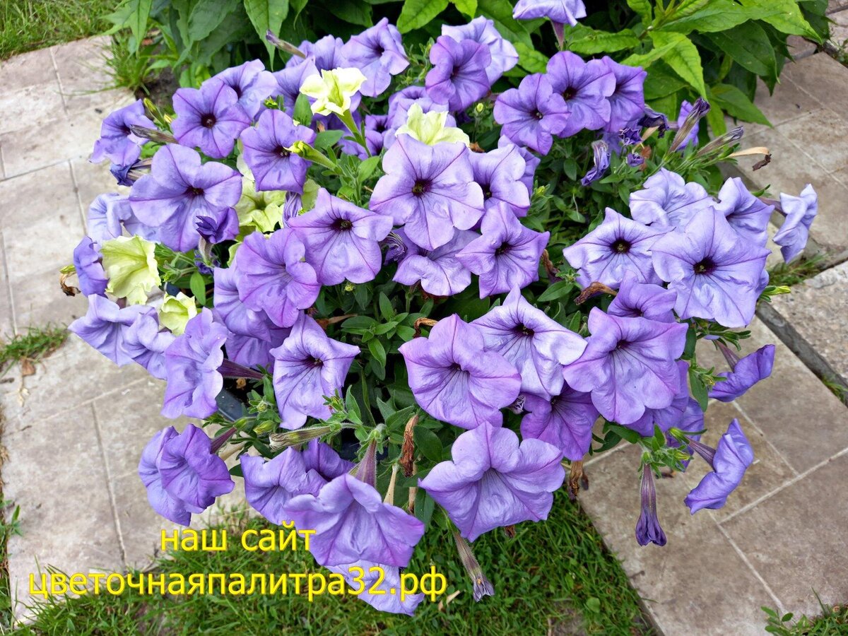  Петуния из семян  Ивнинг Сенсейшн