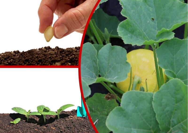 Посадка тыквы