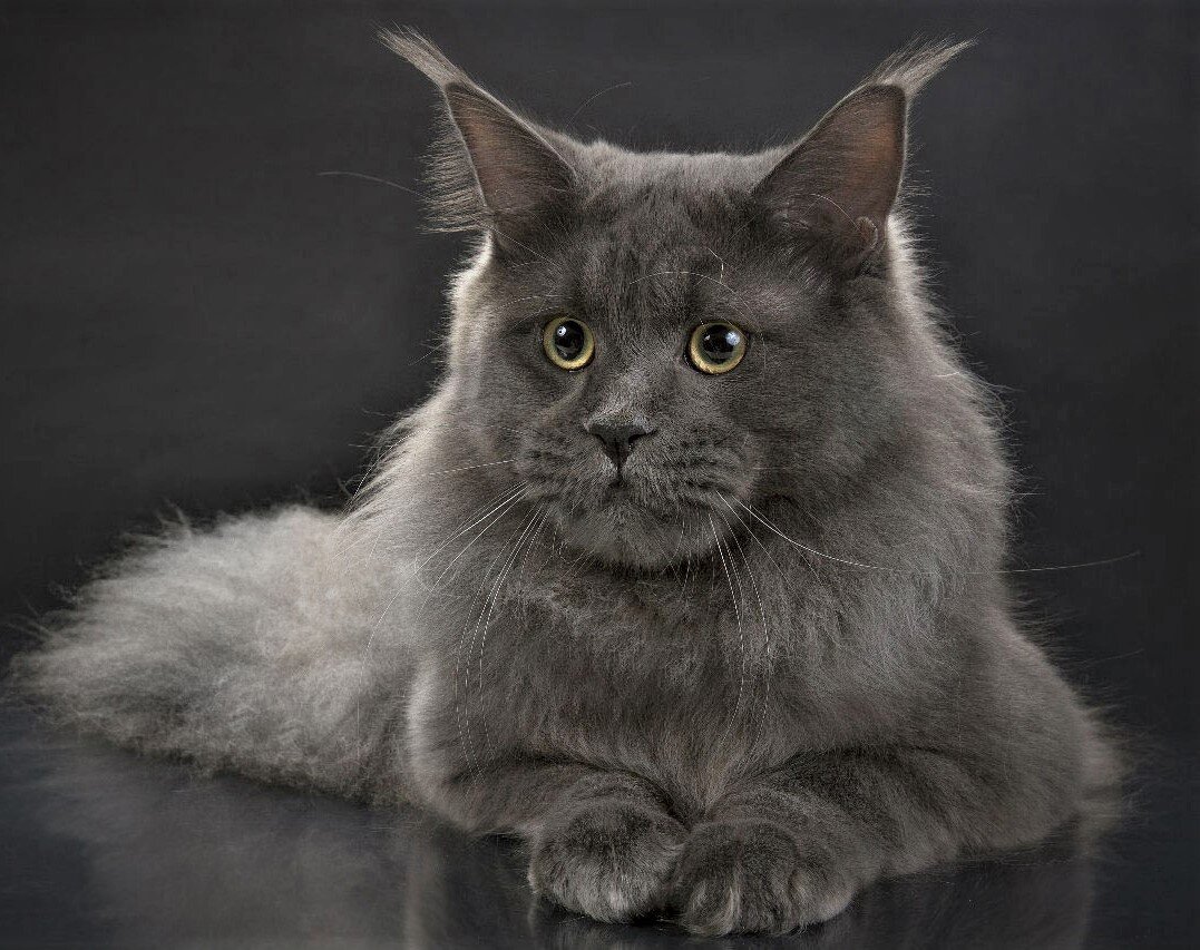 Фото Н. Ляйс наш кот Джакс