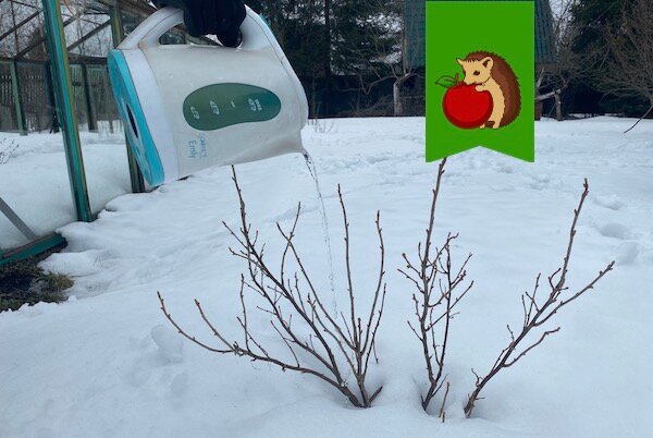 А не пора ли поливать кусты кипятком? И когда будет пора?0