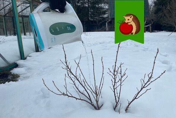 Поливать из чайника – не самая лучшая идея. Но за неимением других вариантов можно