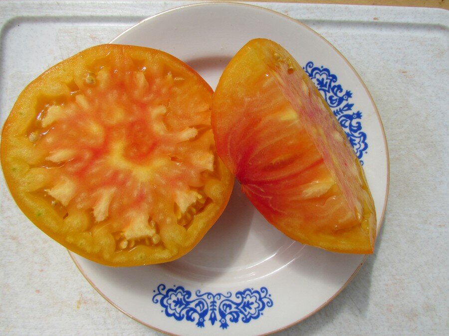 Многокамерный крупноплодный сорт томатов