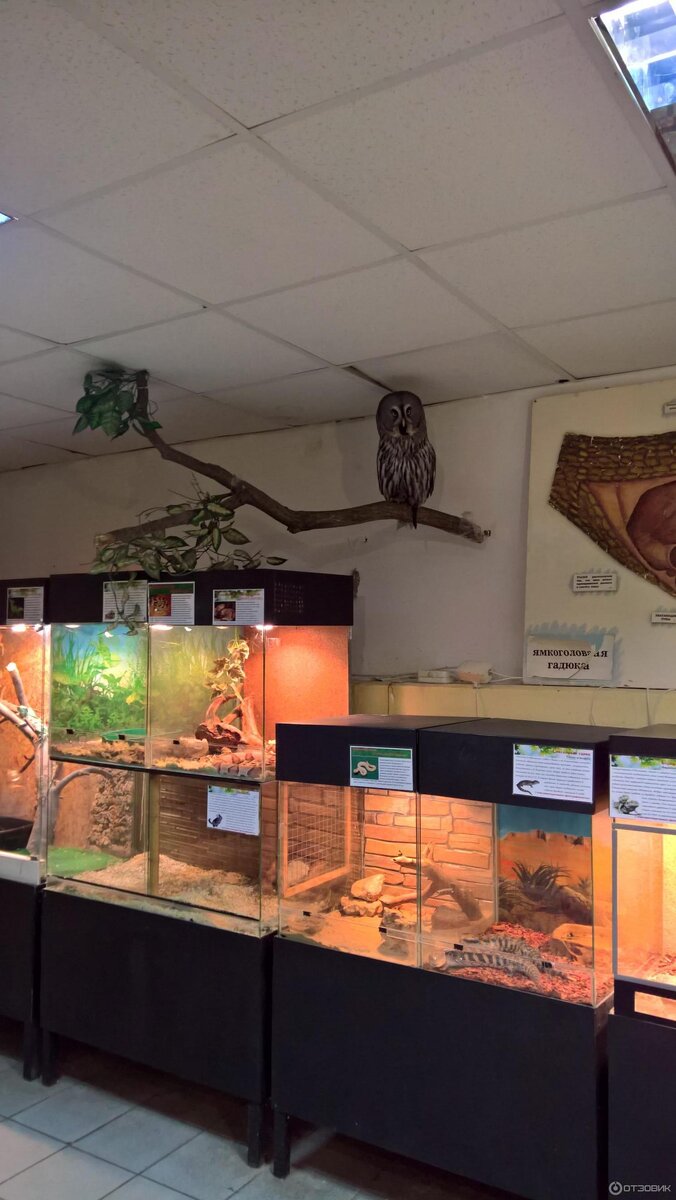 Аквариумы с животными и др. ист:https://otzovik.com/review_5231628.html