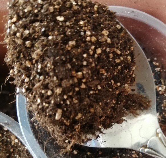 засыпка семян томатов фото 2