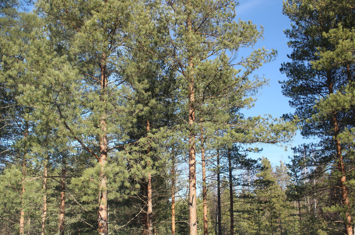 Март в нашем саду, фото автора