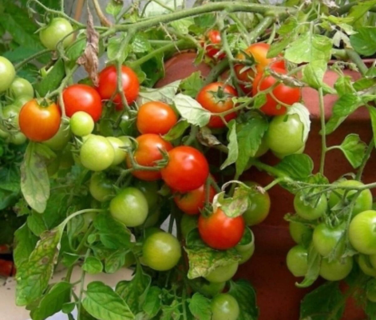 Сорт томат "Снегирей"