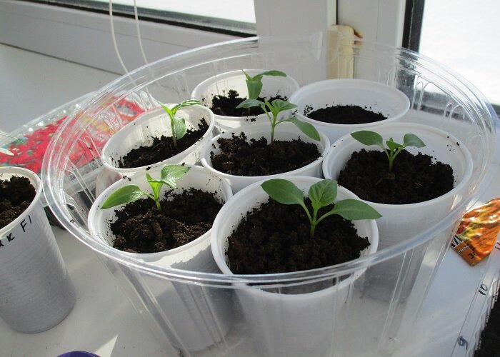 После всходов убрали рассаду на подоконник.