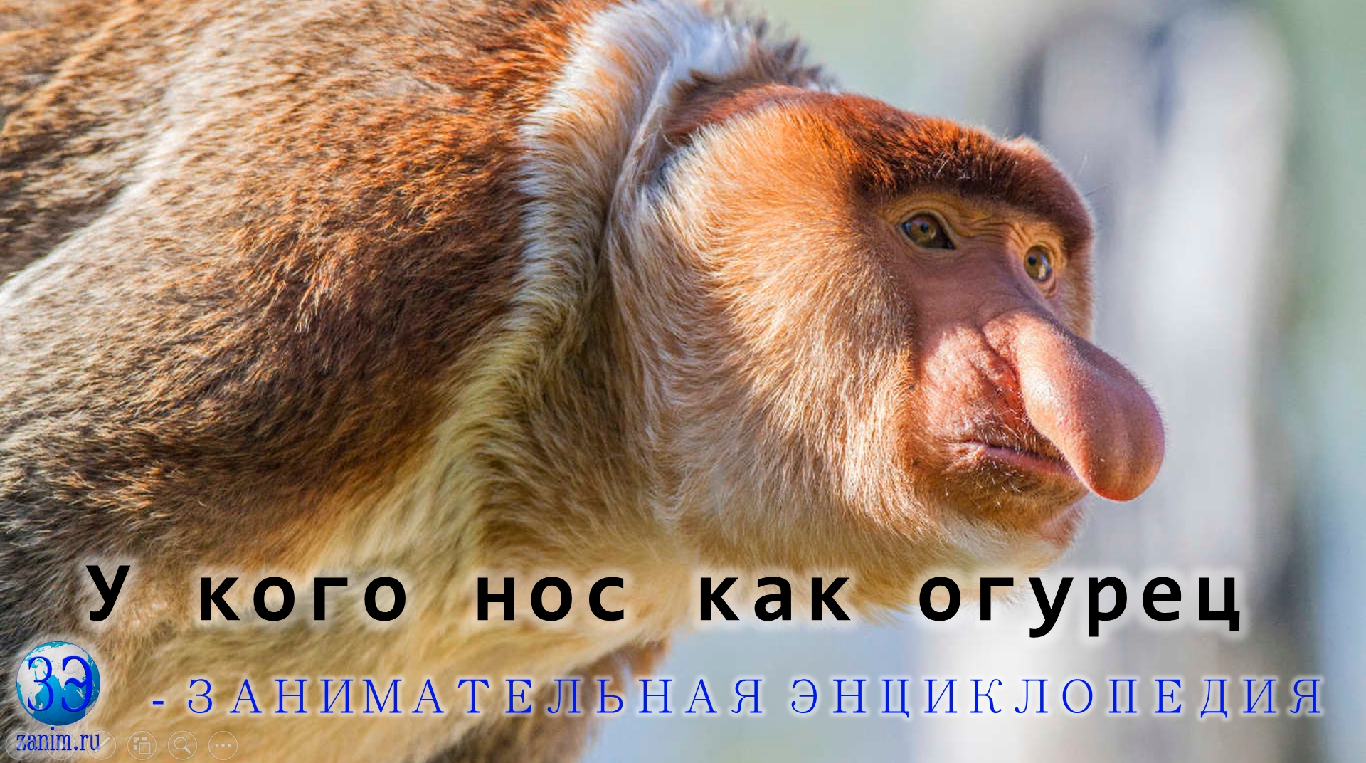 Кахау или Носач - удивительная носатая обезьяна | Занимательная  энциклопедия | Дзен