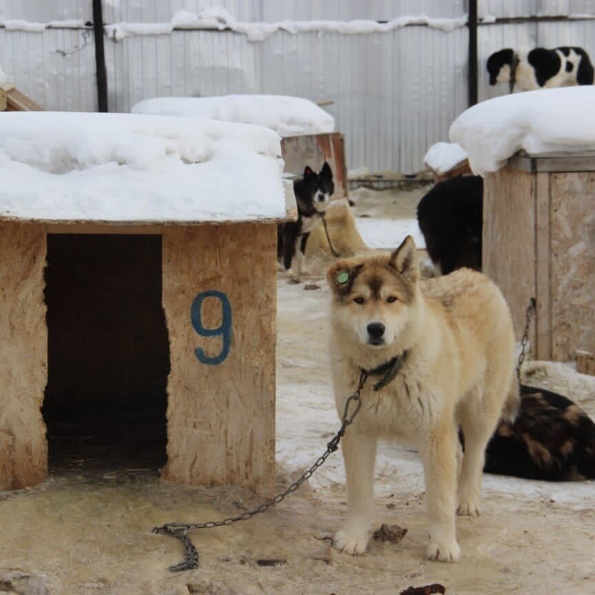 Фото Боро из фото Боро в отлове СПб
