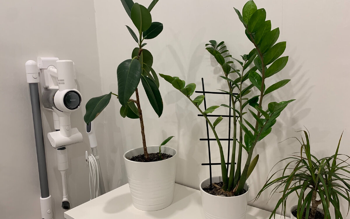 Фикус Эластика. Мои комнатные растения.