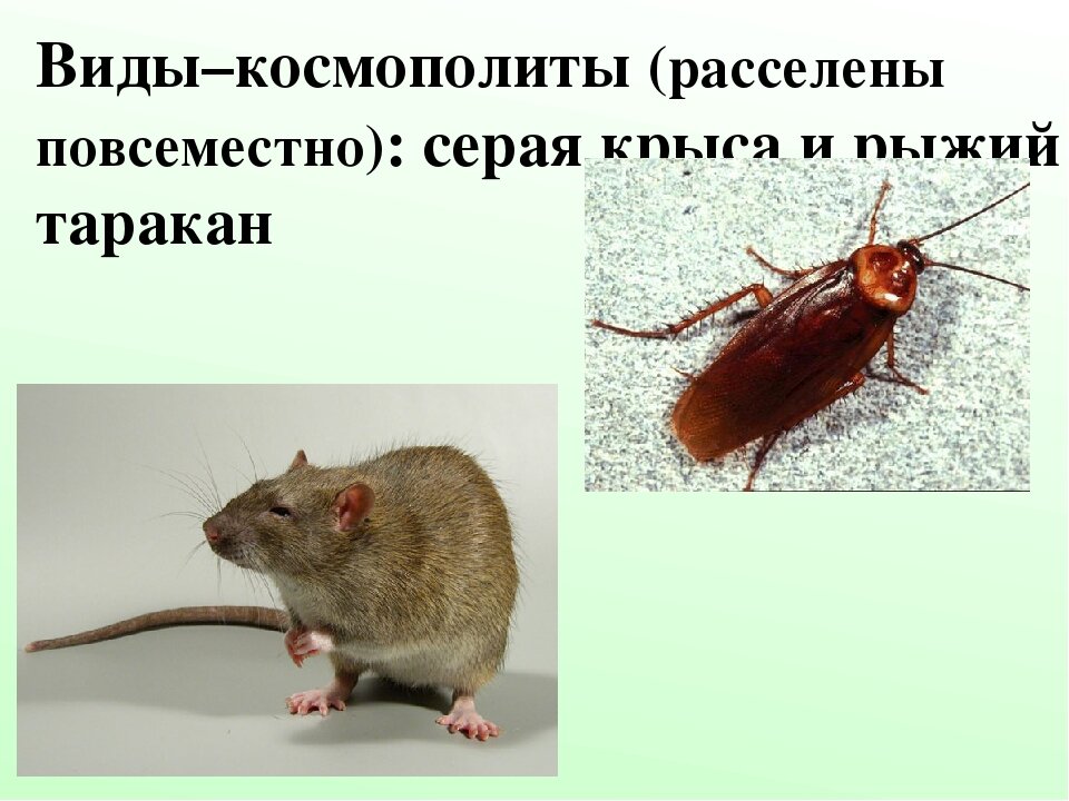 Космополитизм. Космополитные виды растений. Космополиты эндемики и реликты. Виды космополиты примеры. Космополит.