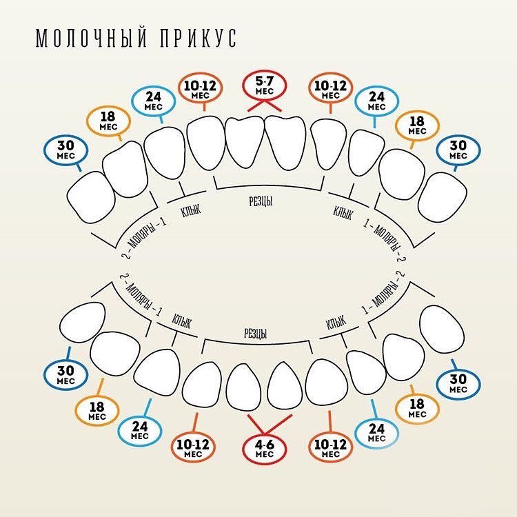 Первые зубки схема