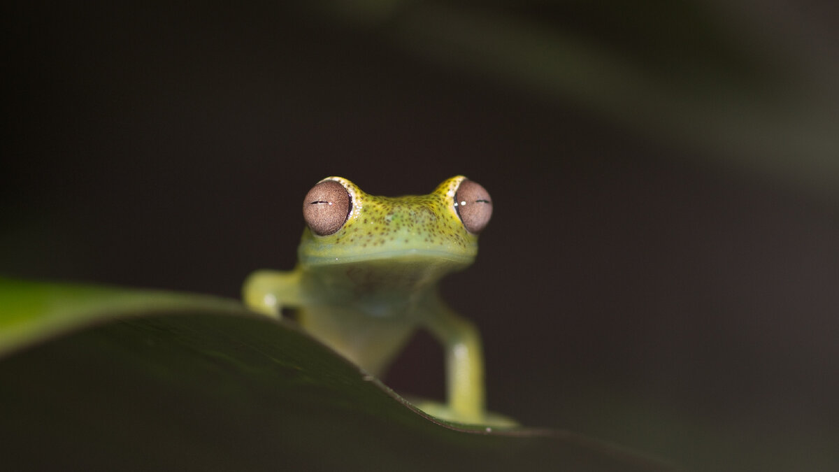 Исчезновение лягушачьих детей в корее. Treefrog Audio.