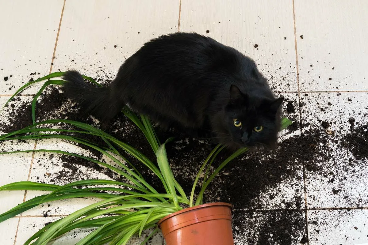 Почему кошка ест землю: нарушение психики или нехватка витаминов