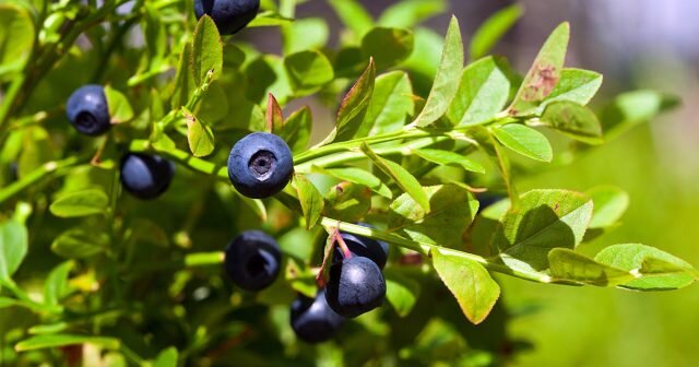 Чем подкормить голубику весной