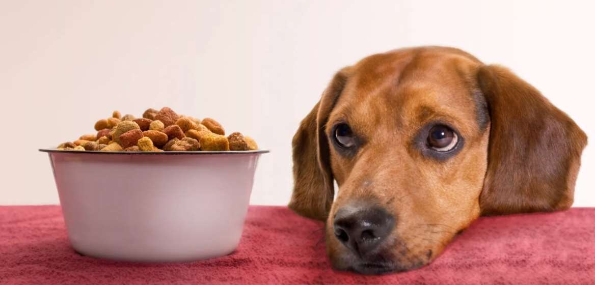 Почему собака плохо ест: причины и решения