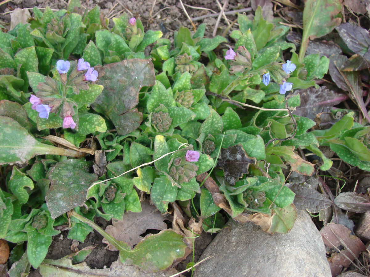 Медуница лекарственная