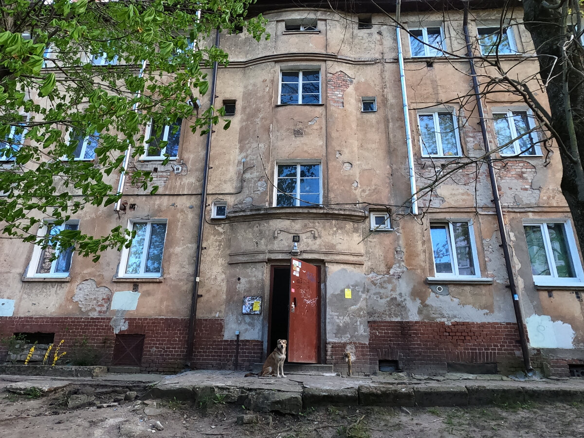 ул. Товарная 18-20. Собака наслаждается весенним солнцем