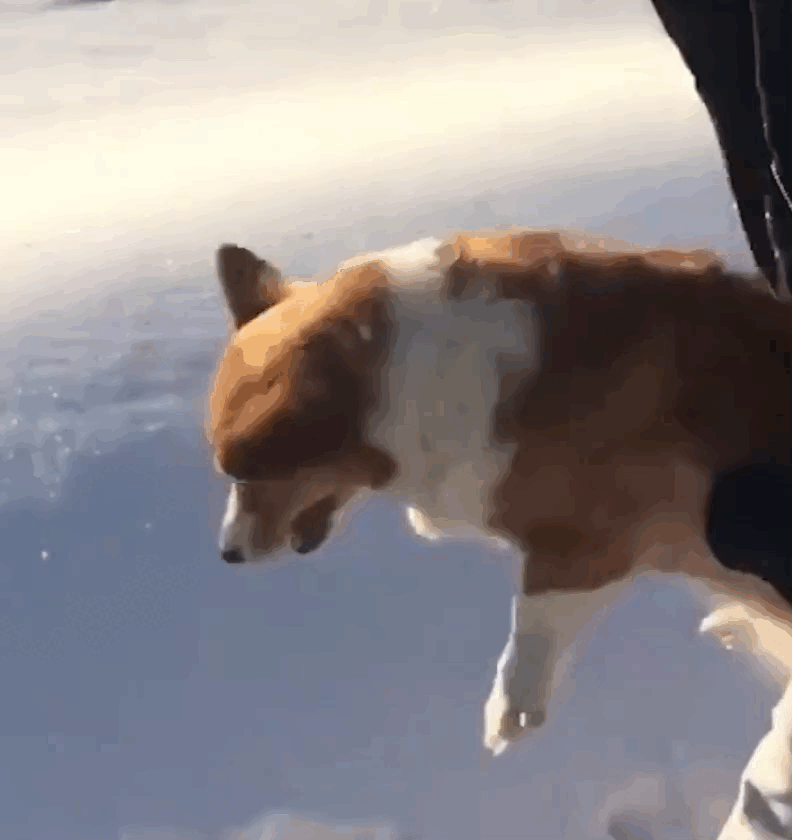 Корги бросают в снег