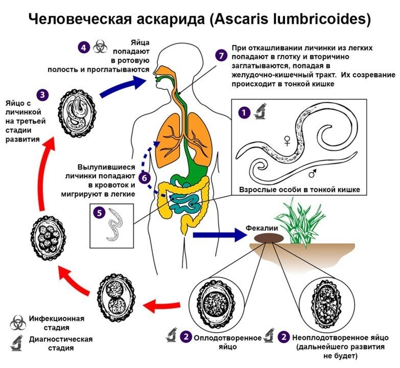 Аскариды симптомы. Жизненный цикл аскариды схема. Аскарида человеческая цикл жизненный цикл. Жизненный цикл аскариды человеческой схема. Цикл развития аскариды человека.