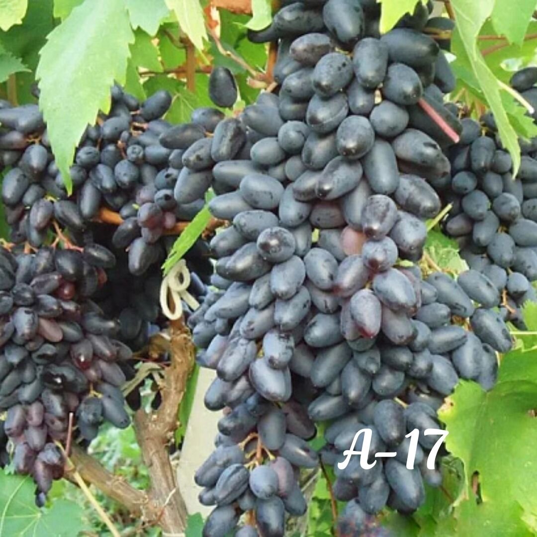 Виноград одесская. Одесский сувенир сорт винограда. Виноград гигант для кишмиш. Кишмиш Миднайт Бьюти.