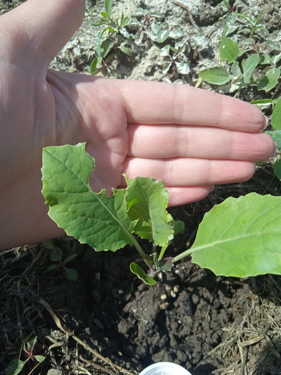 Слизни скорее всего