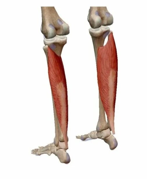 Анатомия камбаловидной мышцы 