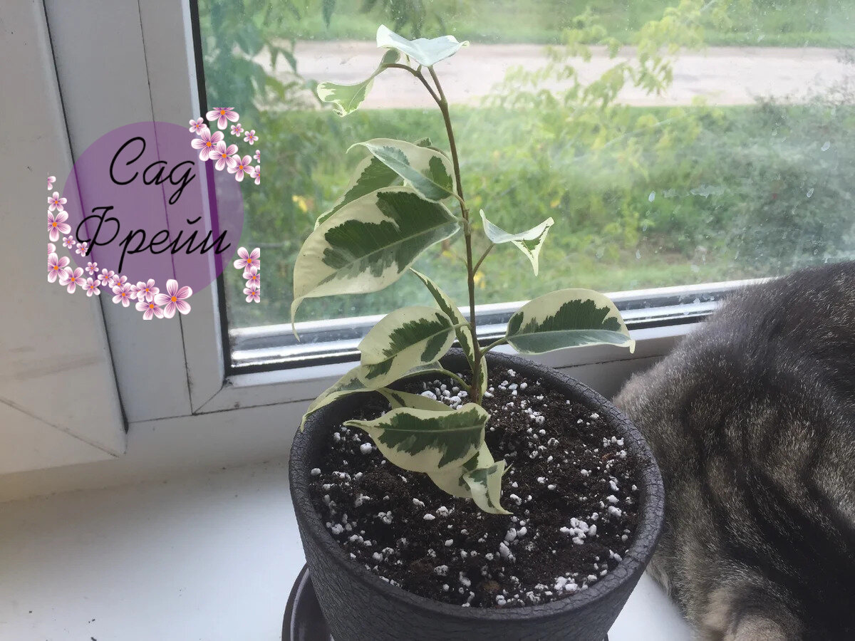 Обратите внимание на горшок: фото сделано уже 3 года назад