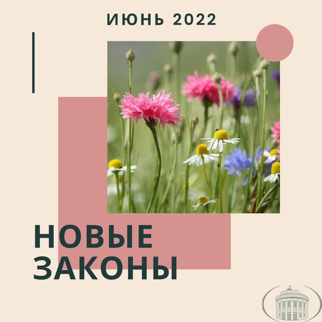 Законы июнь 2023. Василек Солнечный. 125 Bloom.