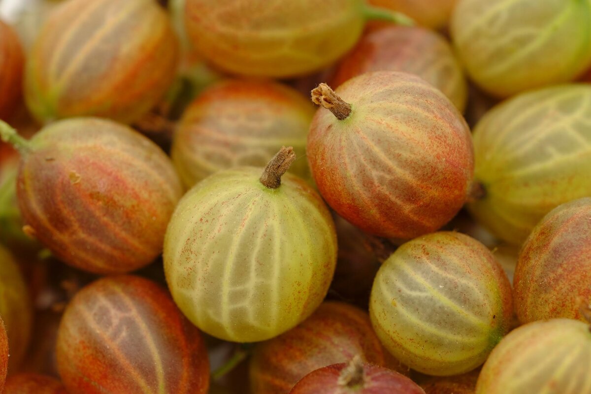 Спелый крыжовник. Image by Bruno /Germany from Pixabay.
