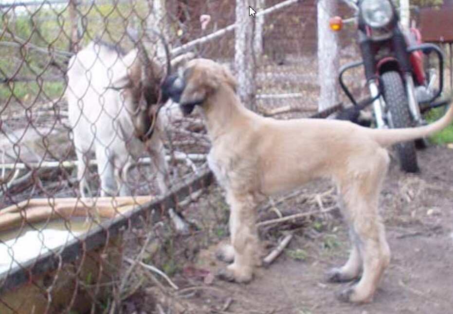 Фото из моего личного архива,  на фоне - моя СОВА175 (коза - моя,  собака не моя)))