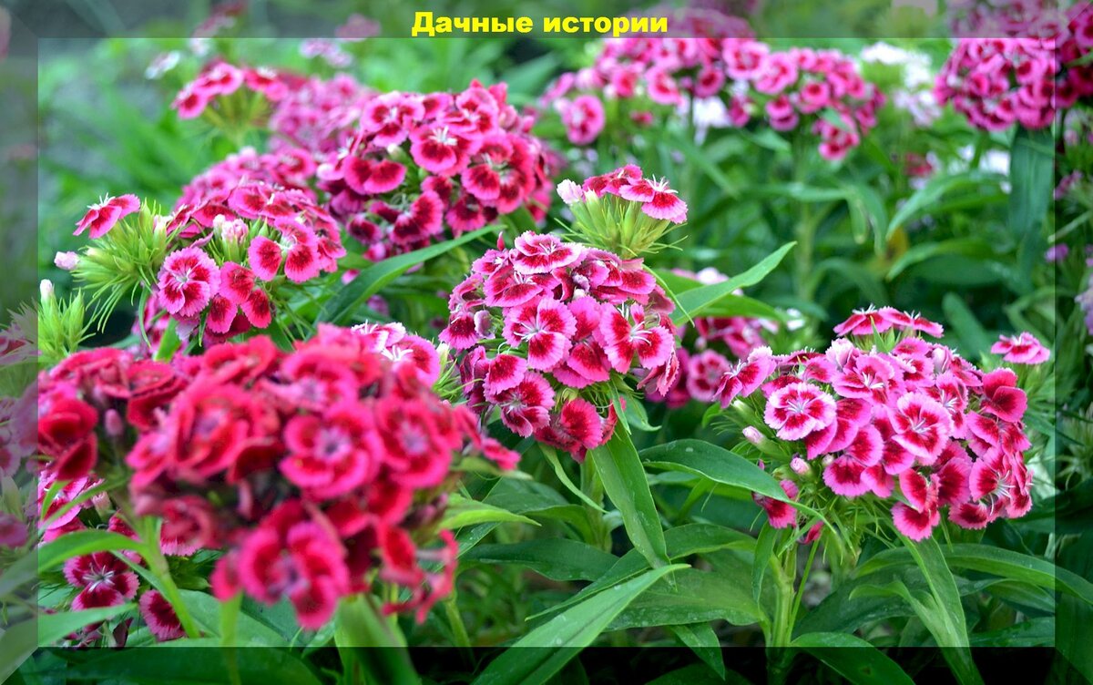 https://vk.com/photo-159774511_457253840