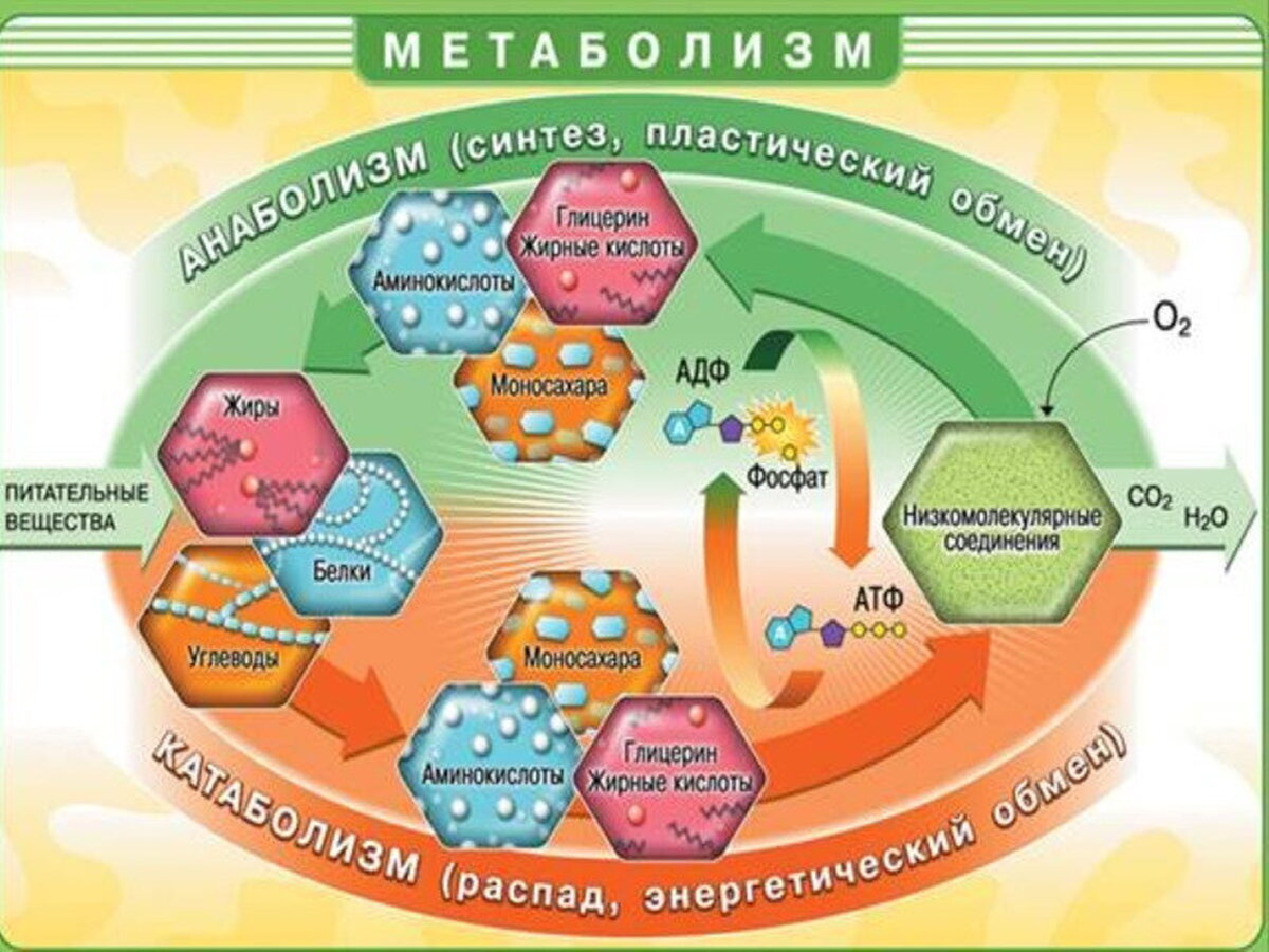 Метаболизм как уникальный костёр. | Читающим между слов... | Дзен