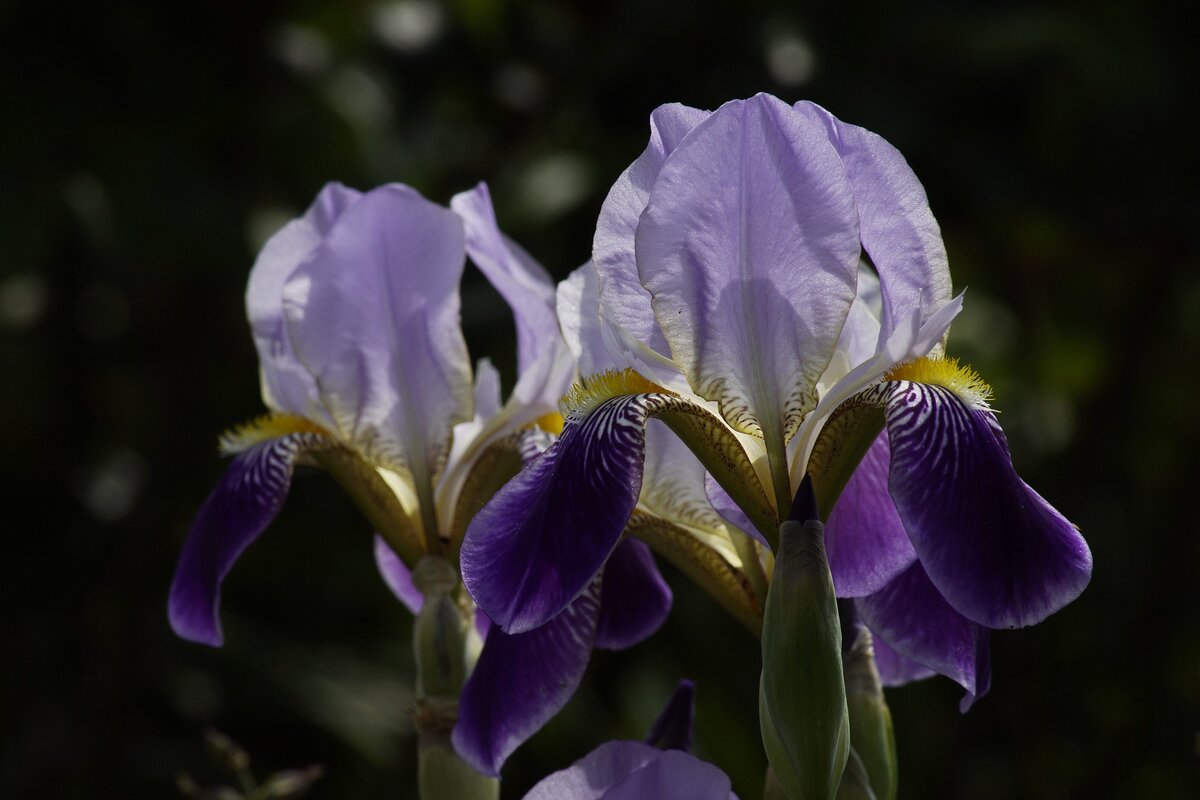 Iris Atropurpurea