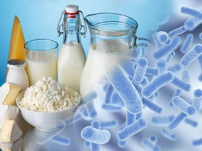 Биотехнология молока. Молочнокислые бактерии. Молочные продукты. Бактерии кисломолочных продуктов. Молочнокислые микроорганизмы.