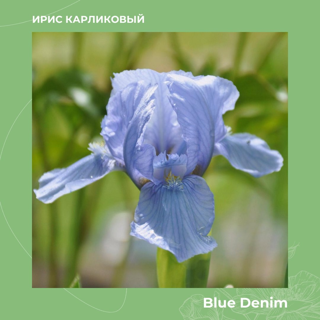 Ирис карликовый Blue Denim