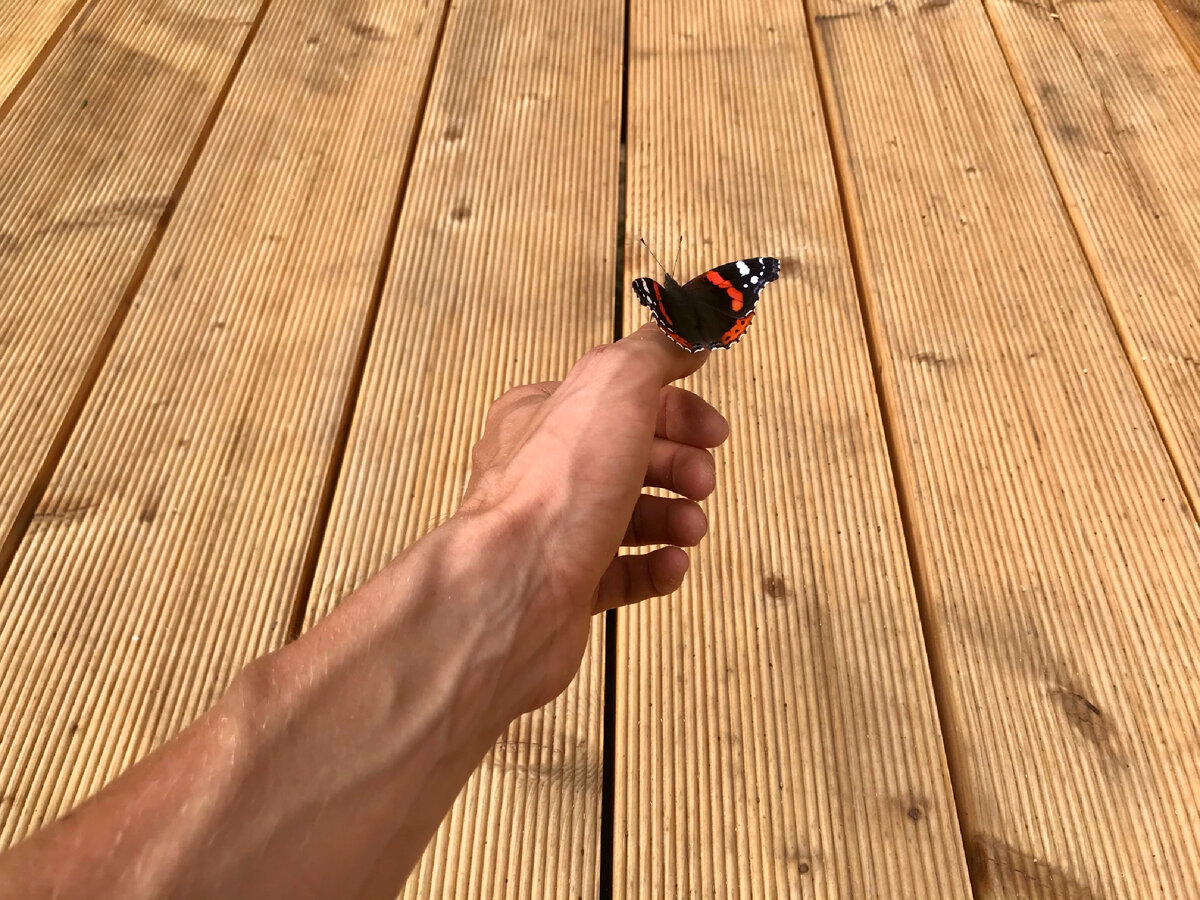 🙏🏻🦋