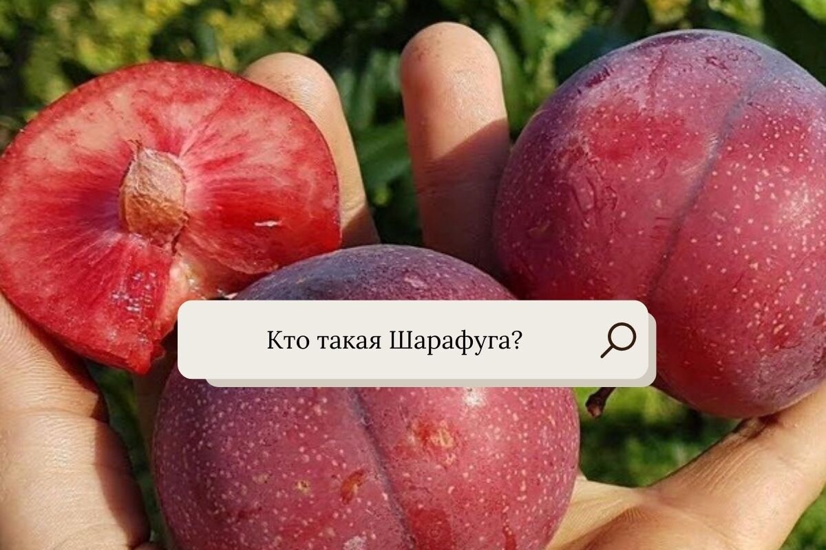 Что такое шарафуга фото