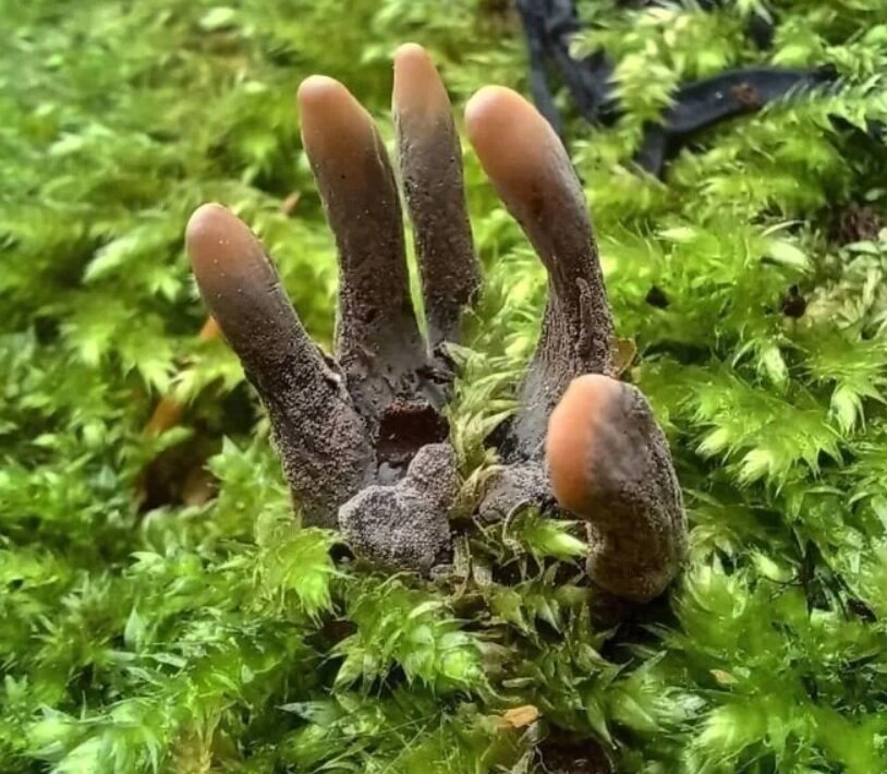 Настоящая "пятерня"