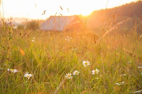 Цвет счастья...