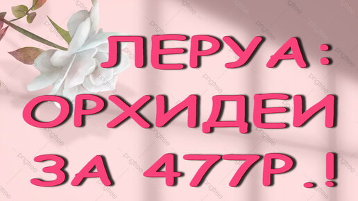 ЛЕРУА:завоз ОРХИДЕЙ за 477р.!09.07.22,ТЦ 