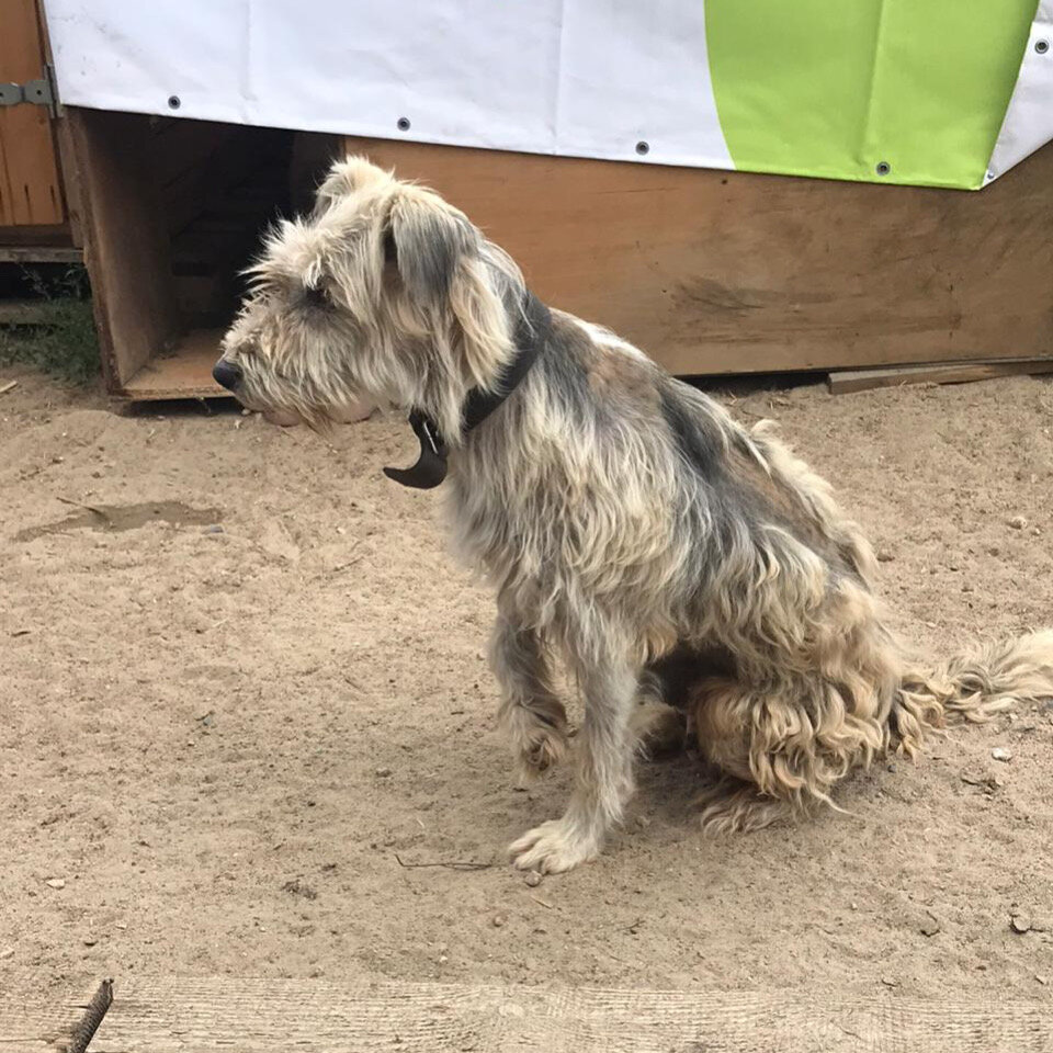 Санни на передержке в Омске перед отправкой в Москву
