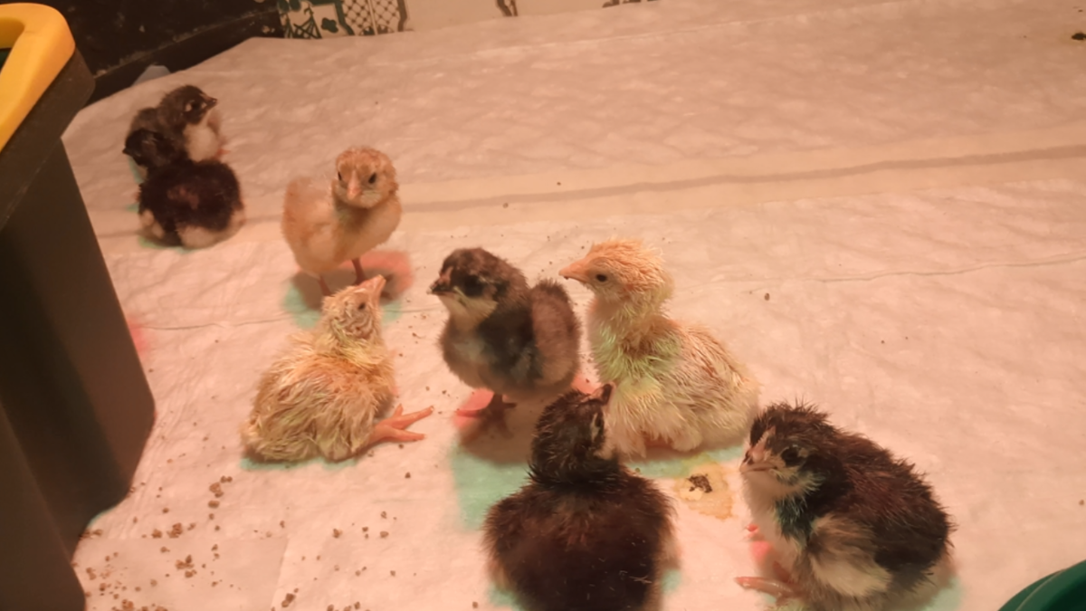 Вывели цыплят плимутрока полосатого и кучинских юбилейных.