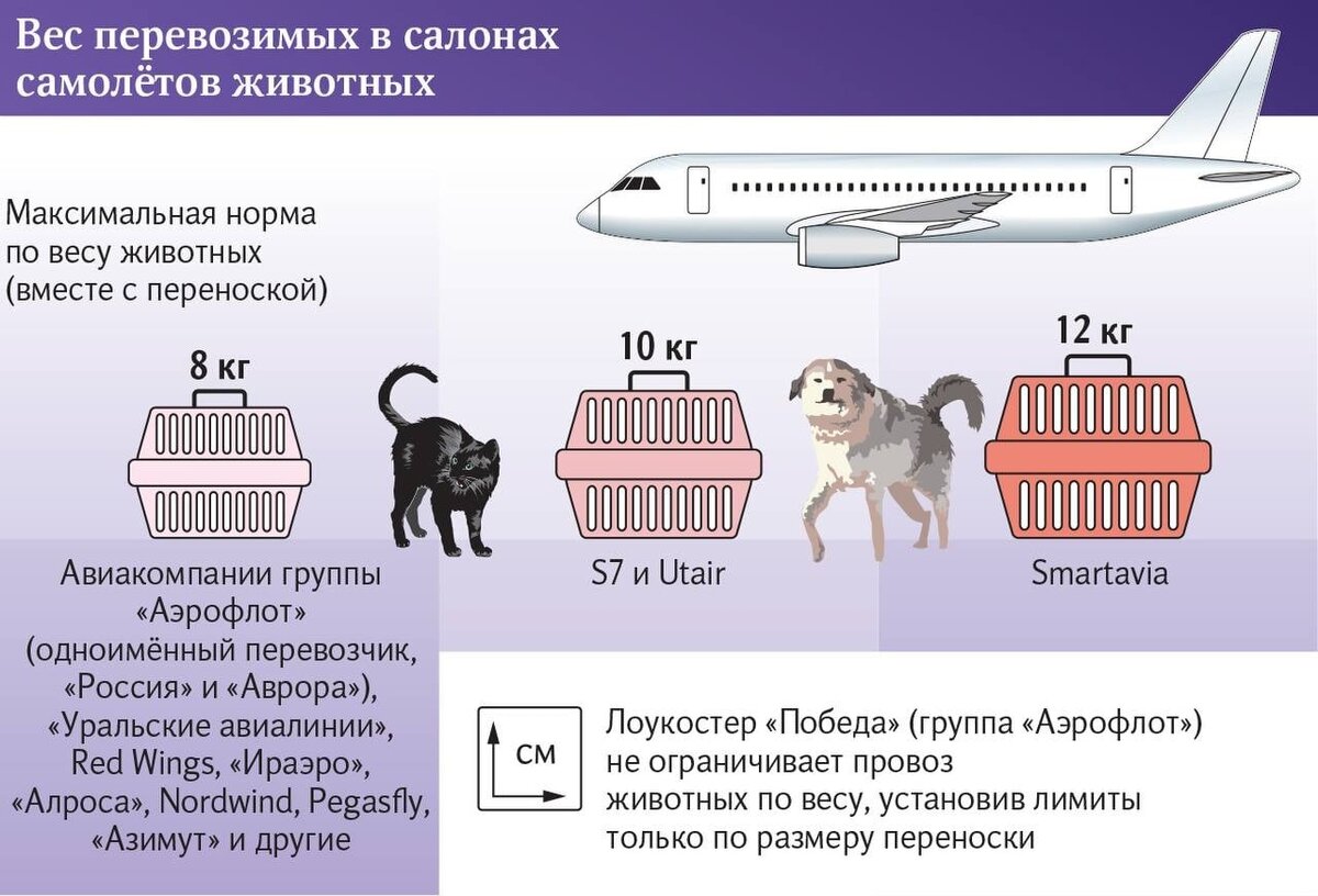 Перевозка животных картинка