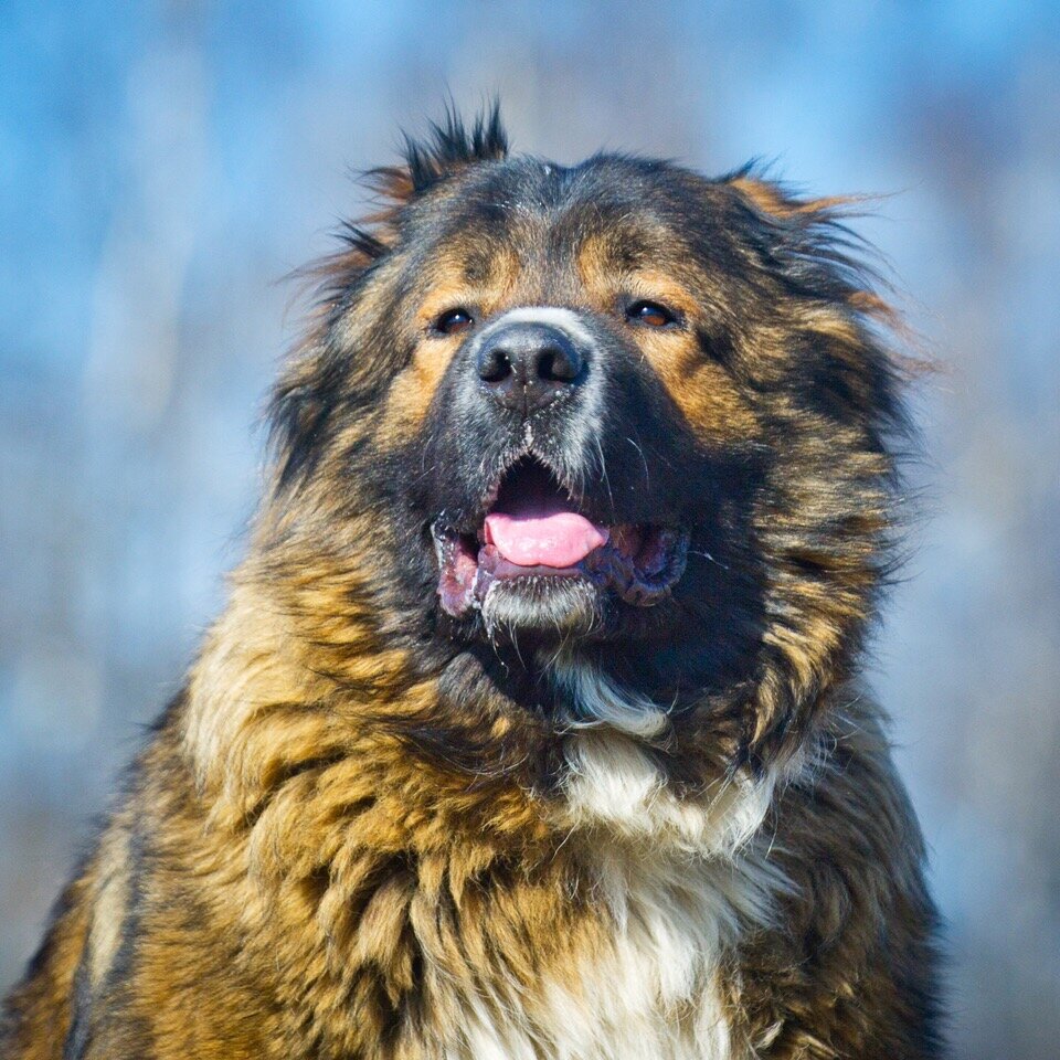 Берите пример с Шубы