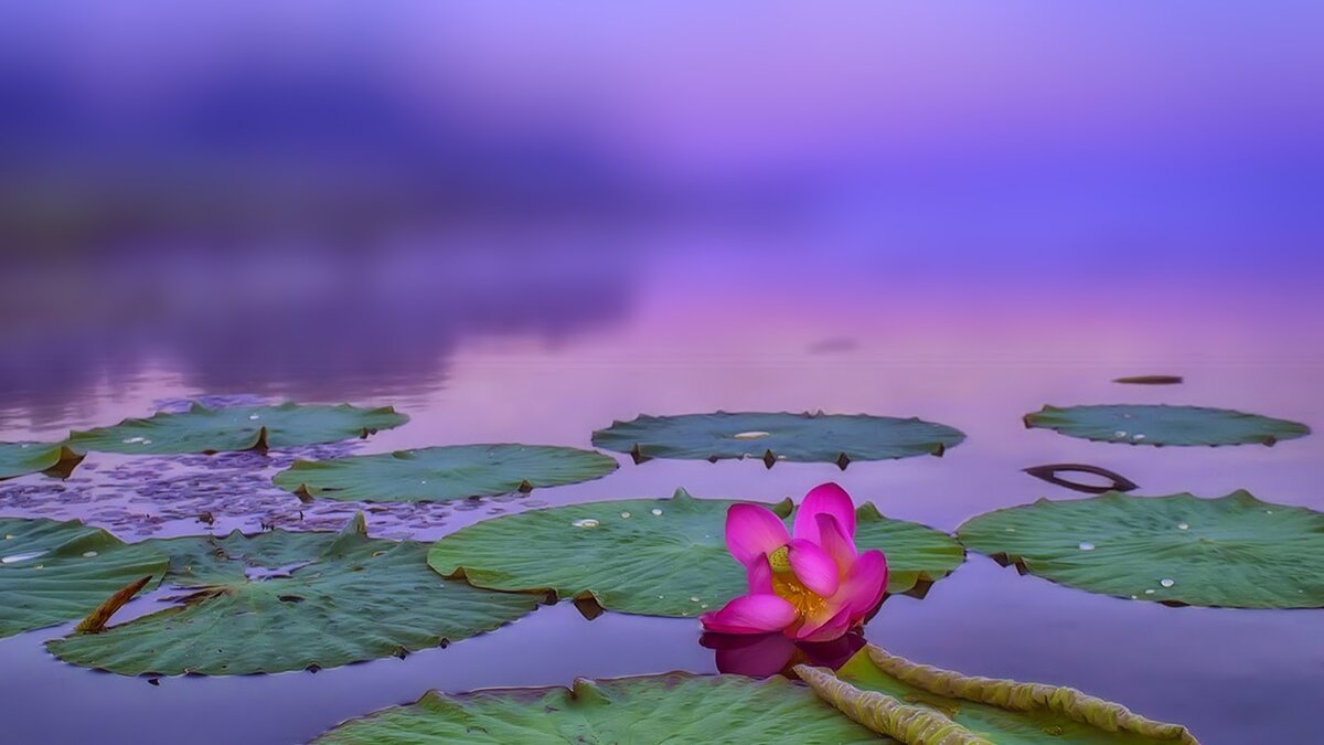 Лотосовое озеро, село Галкино 