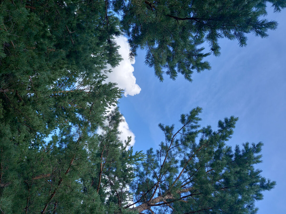 Отдых - просто смотреть в небо