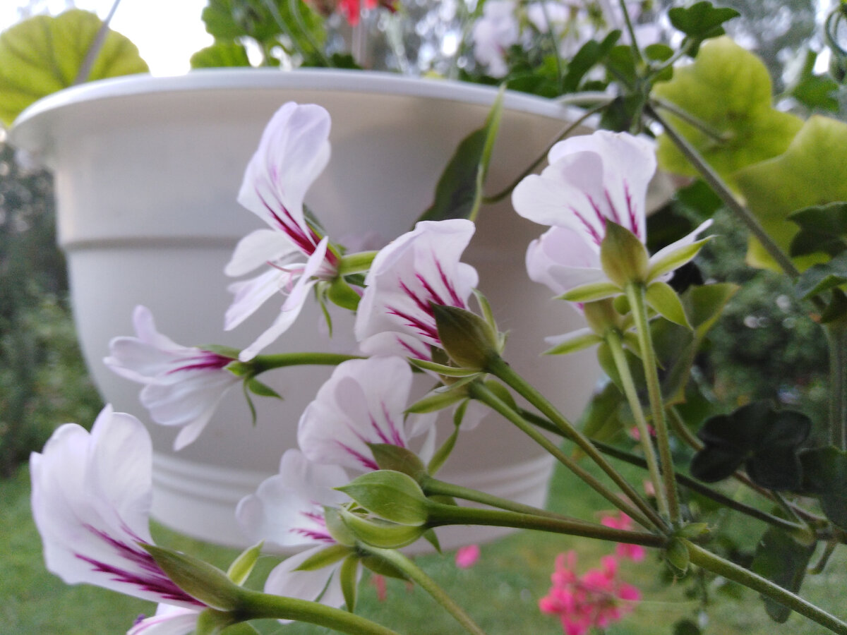 Под защитой крыши крыльца Рич Аут Вайт без капель на лепестках