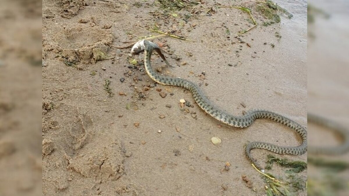 Змеи в саратовской области какие водятся фото и названия